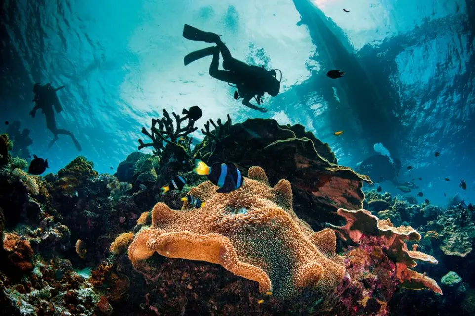 Siquijor-plongée-dive-diving-clown fish