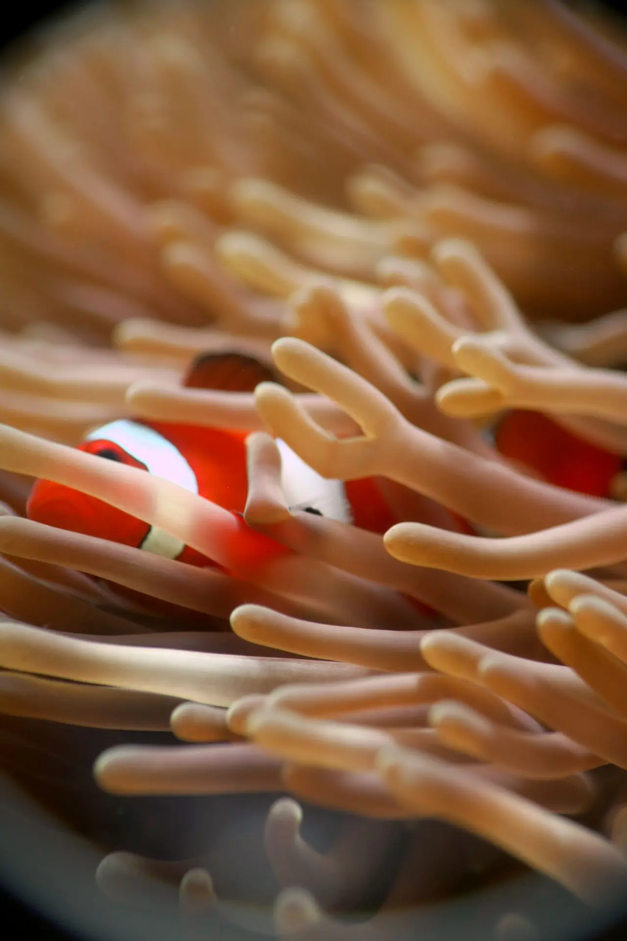 Siquijor-plongée-dive-diving-photography-anemone Siquijor-plongée-dive-diving-photography-anemone