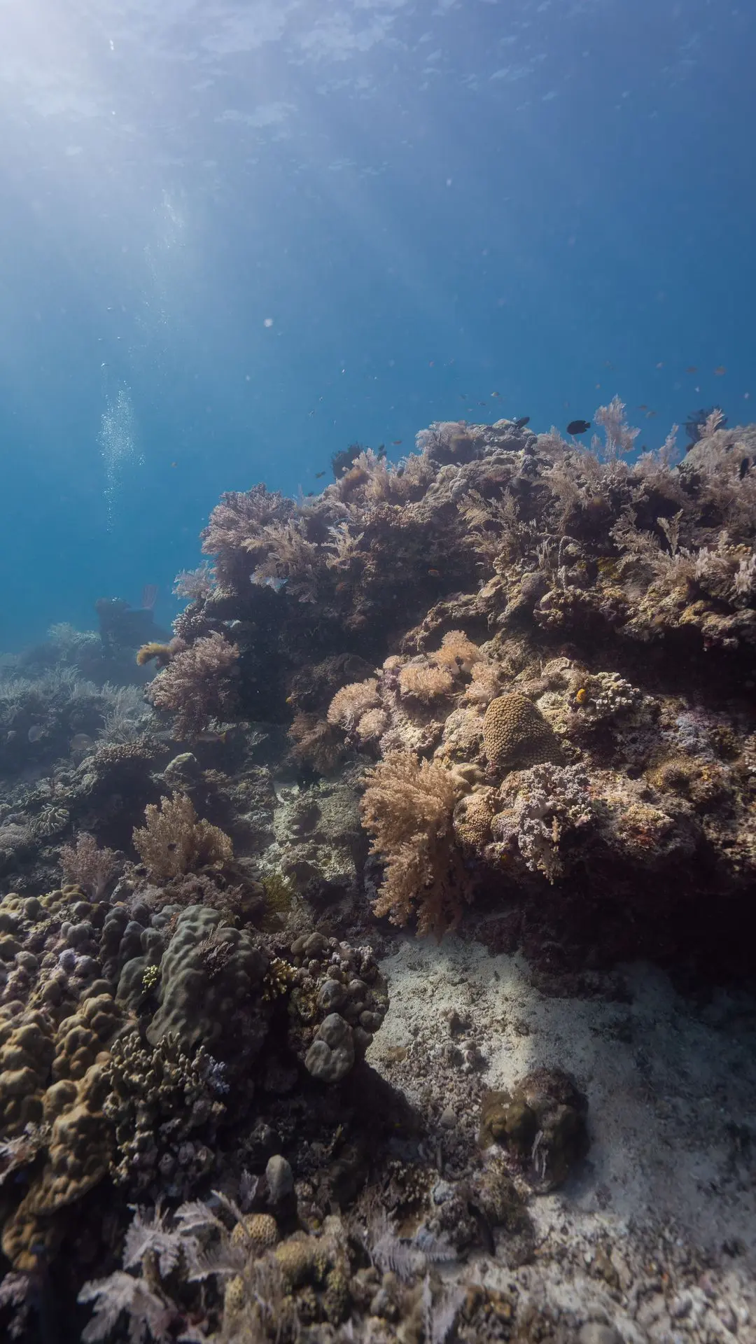 Siquijor-plongée-dive-diving-photography-coral.reef Siquijor-plongée-dive-diving-photography-coral.reef