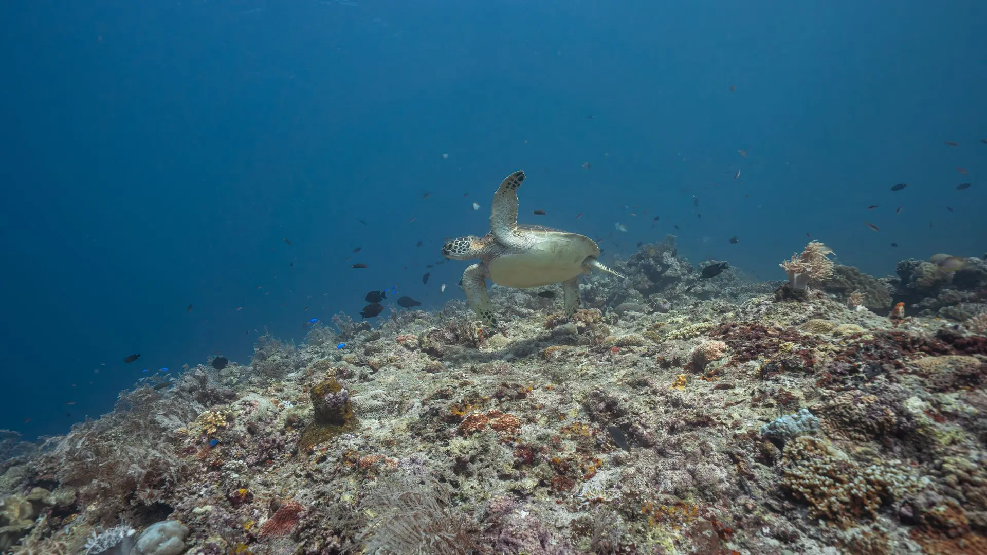 Siquijor-plongée-dive-diving-photography-turtle Siquijor-plongée-dive-diving-photography-turtle