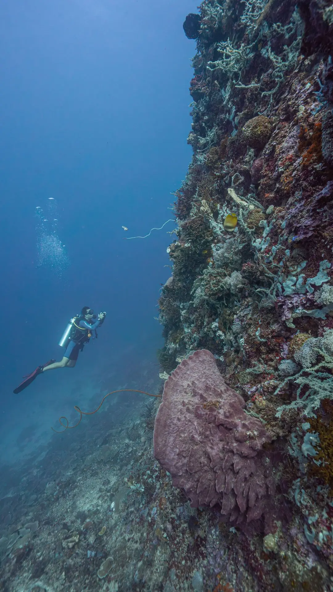Siquijor-plongée-dive-diving-photography-paliton.wall Siquijor-plongée-dive-diving-photography-paliton.wall
