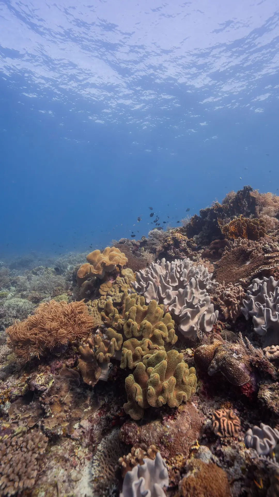 Siquijor-plongée-dive-diving-soft.coral Siquijor-plongée-dive-diving-soft.coral