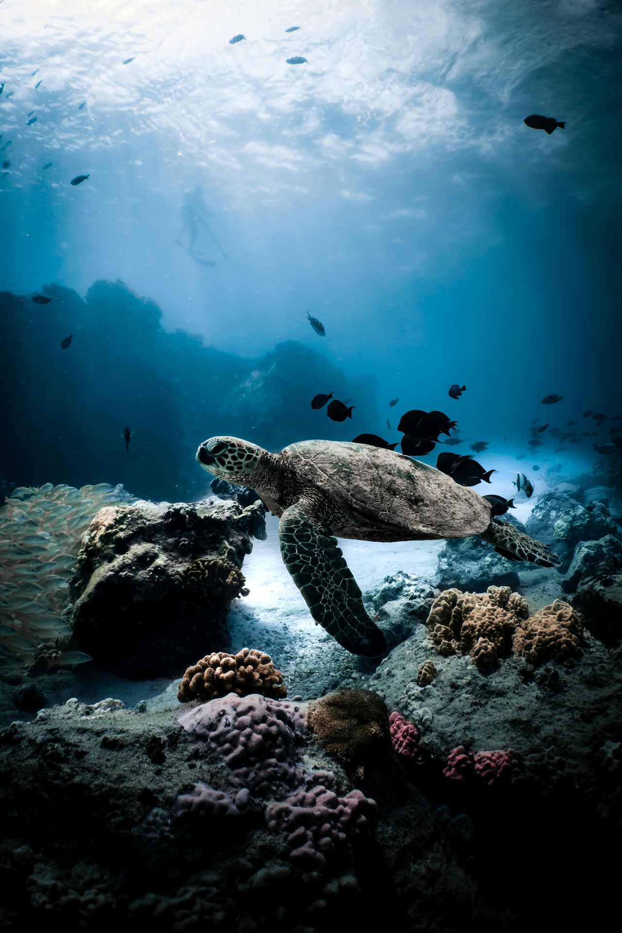 underwater landscape
