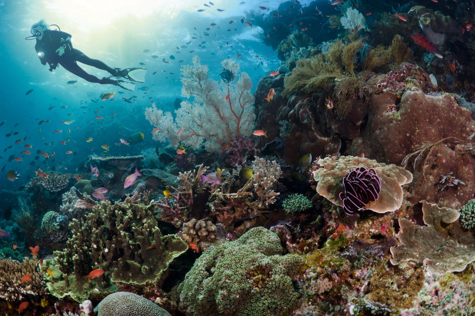 underwater world full of corals